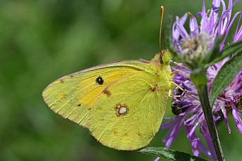 Insectos