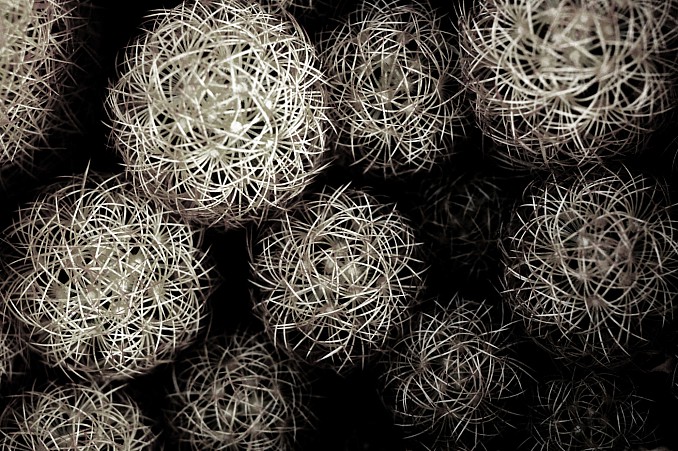 Cactus