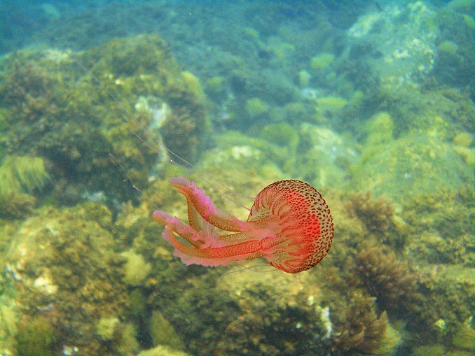DSC01695