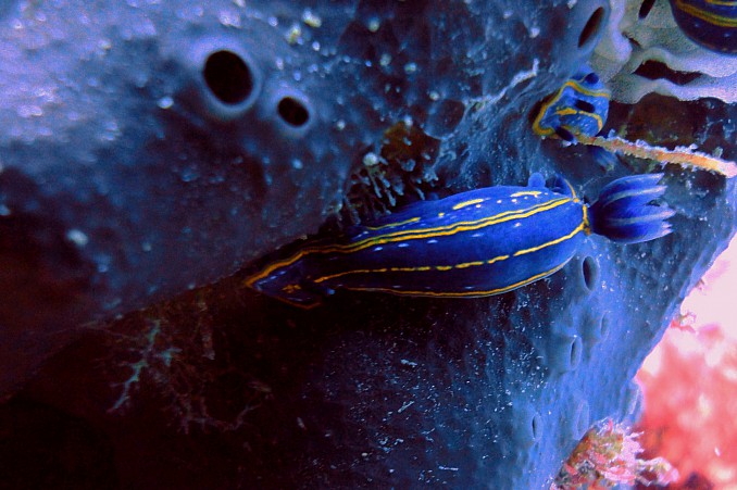 Caracol desnudo
