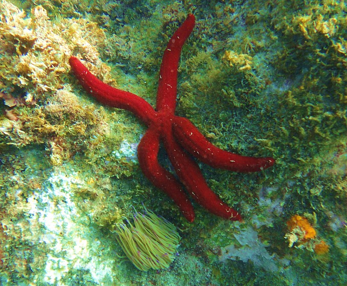 Estrella de mar