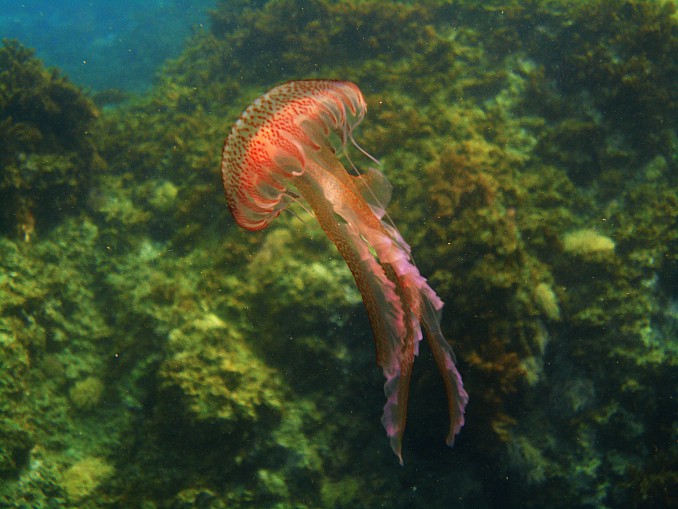 herradura medusaDSC01764