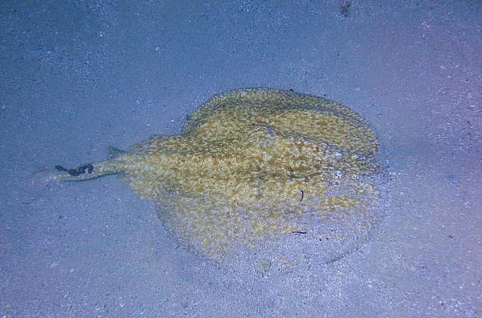 torpedo DSC02200