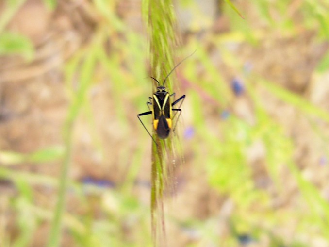 Hadrodemus m-flavum