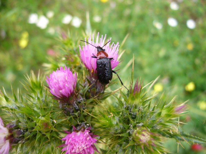 Heliotaurus ruficollis