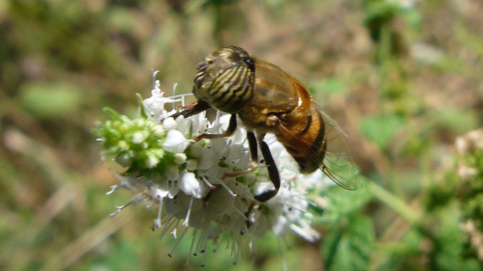 Abeja de ojos rayados