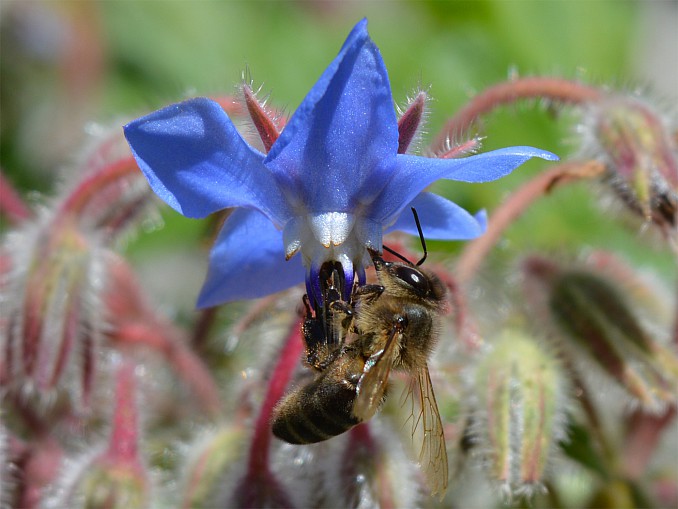 Abeja melífera común