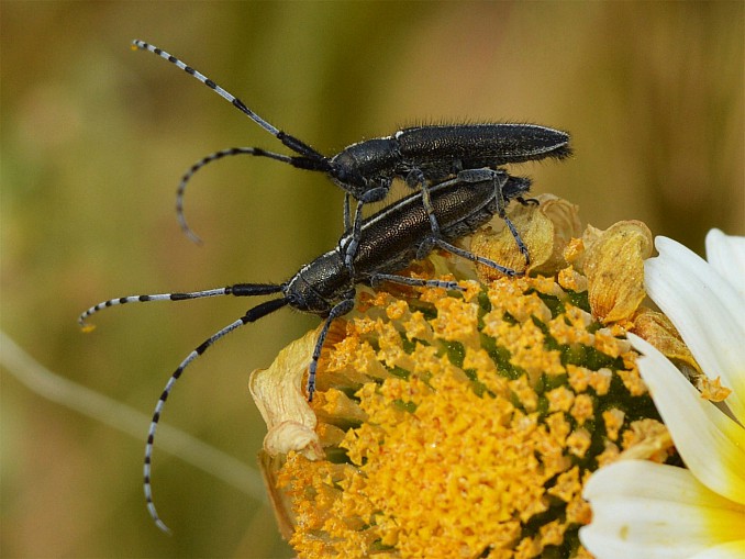 Agapanthia cardui apareándose