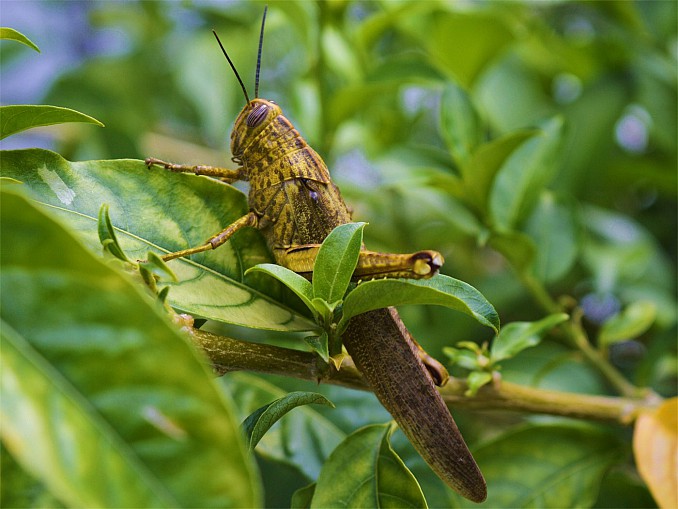 Anacridium aegyptium