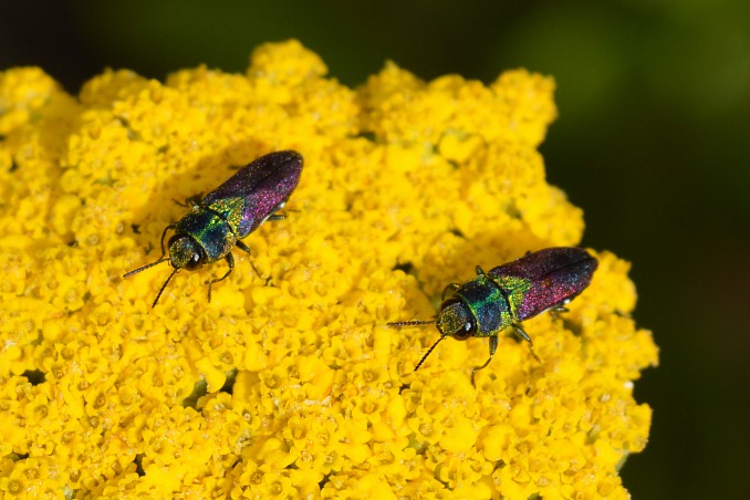 Anthaxia scutellaris