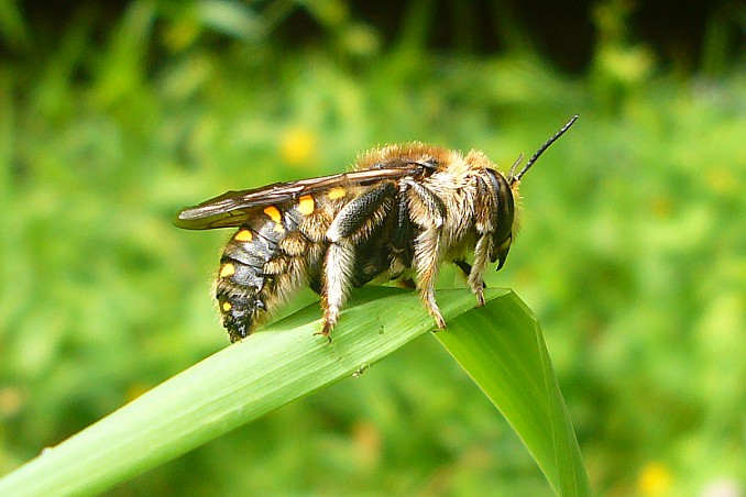 Anthidium manicatum
