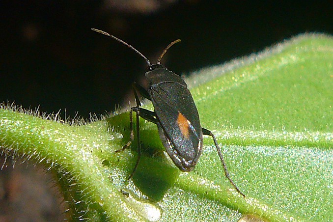 Aphanus rolandri