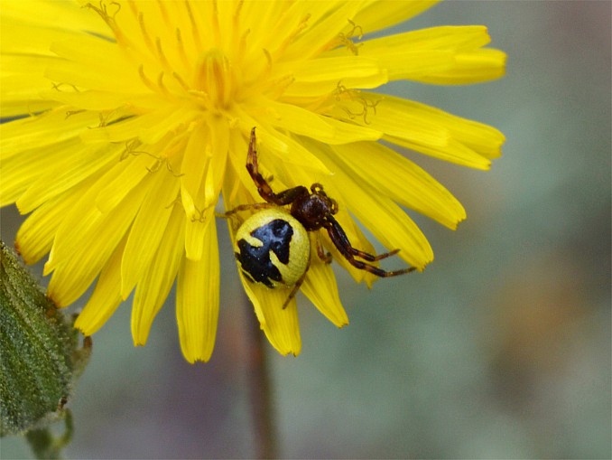Araña Napoleón amarilla