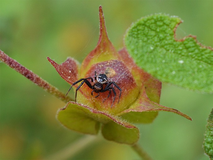 Araña Napoleón blanca