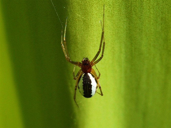 Frontinellina frutetorum
