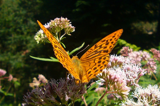 Argynnis pandora