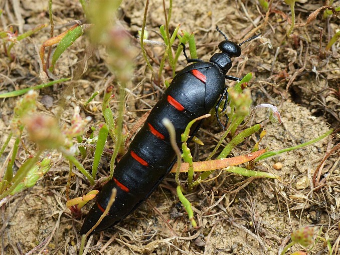 Berberomeloe majalis