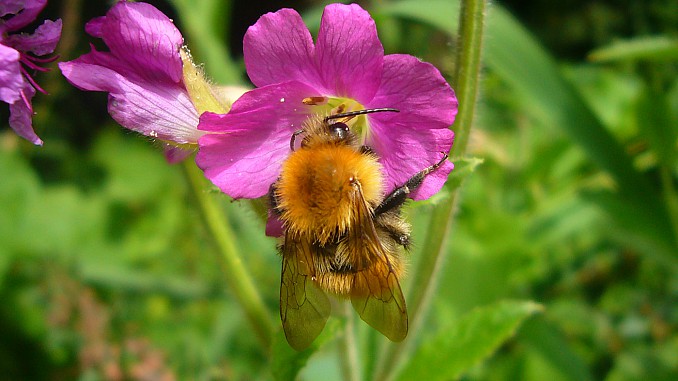 Bombus pascuorum