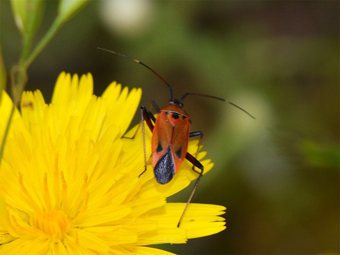 Brachycoleus triangularis
