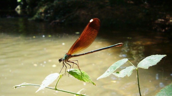 Caballito del Diablo (Zygoptera calopterix)
