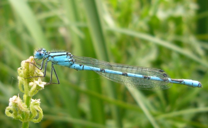 Caballito del diablo (Coenagrion mercuriale)