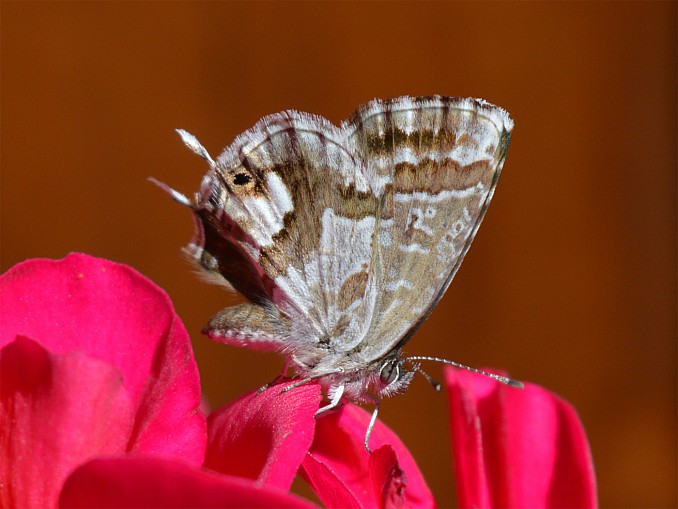 Cacyreus marshalli