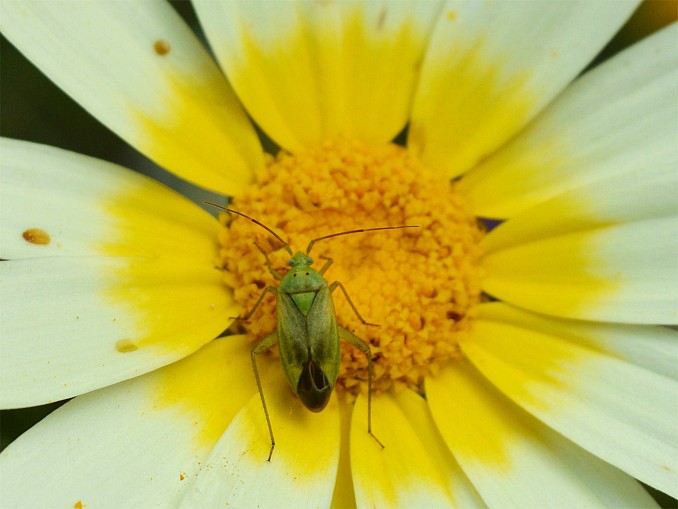 Calocoris norvegicus