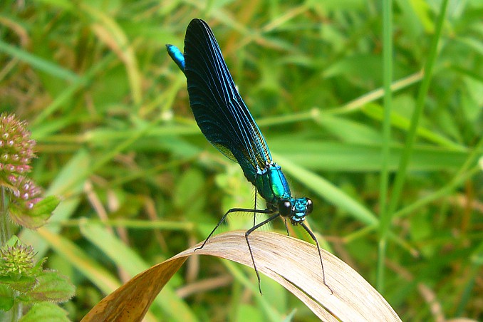 Calopteryx virgo