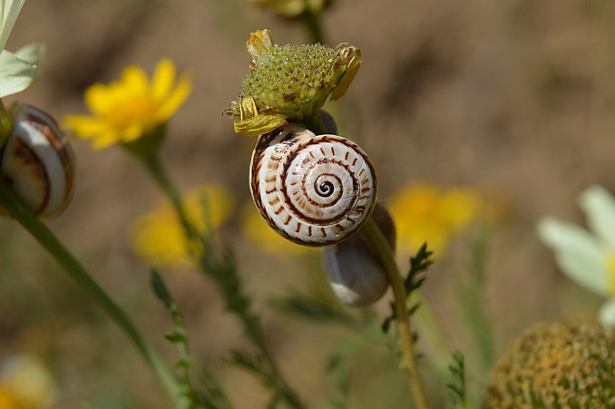 Theba pisana pisana