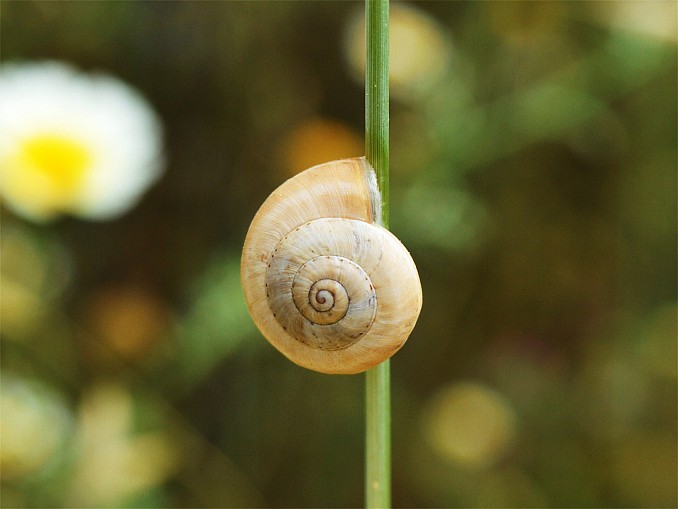 Caracol trepando