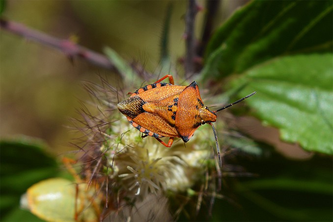 Carpocoris mediterraneus
