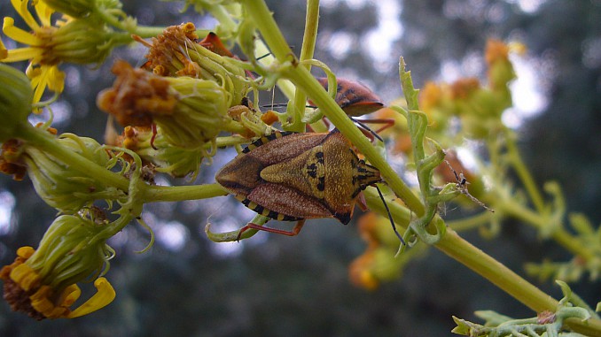 Carpocoris mediterraneus (2)