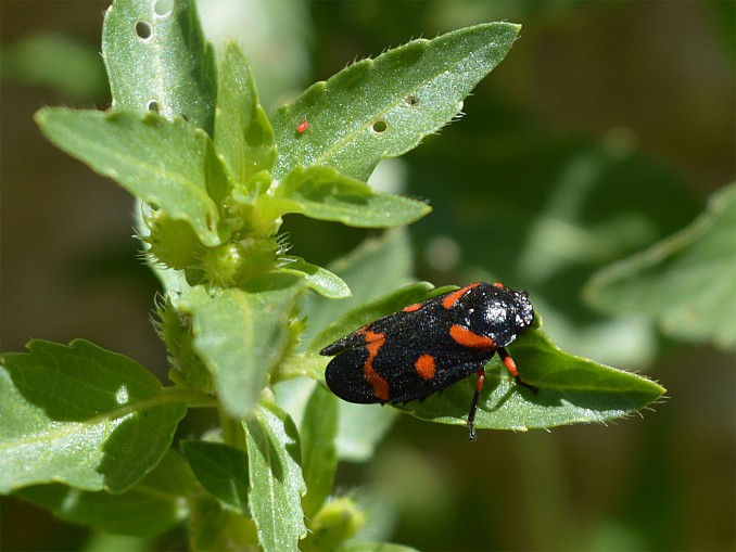 Cercopis arcuata