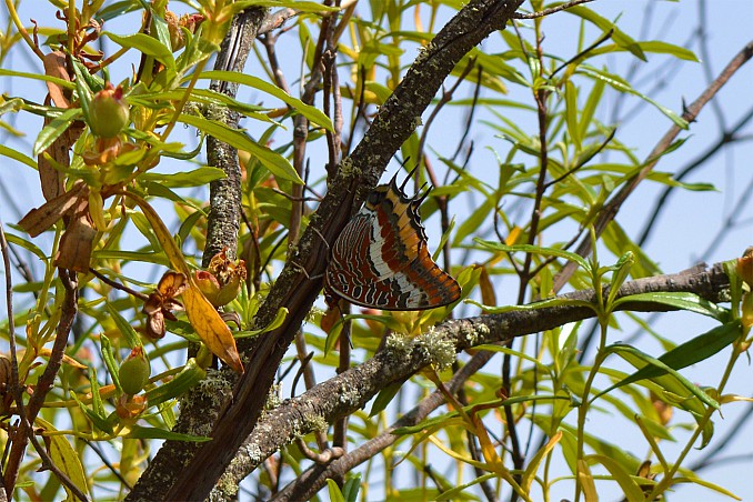 Charaxes jasius