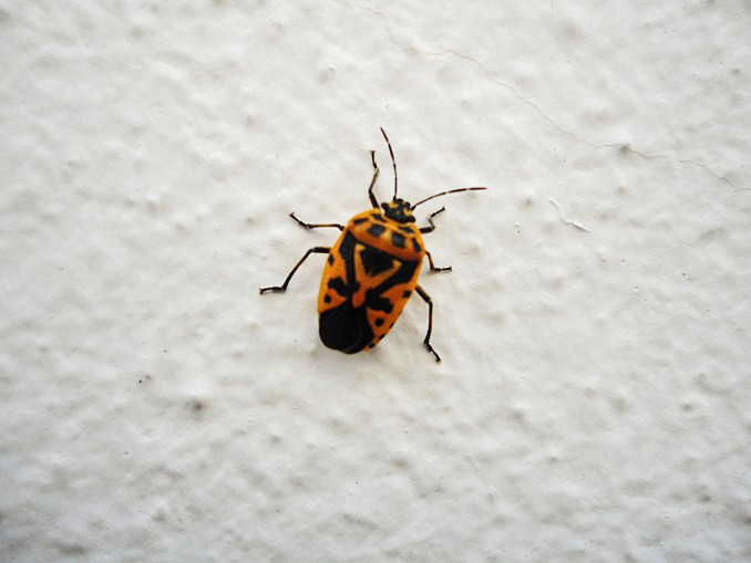Chinche escalando una pared
