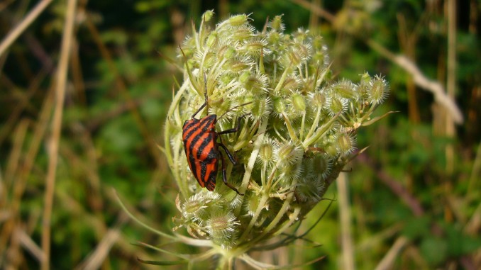 Chinche rayada (Graphosoma lineatum)