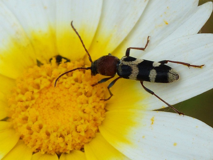 Chlorophorus trifasciatus