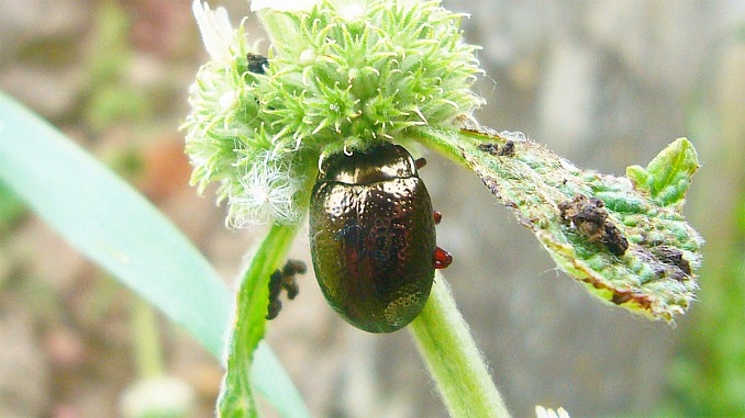 Chrysolina