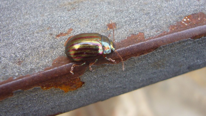 Chrysolina americana
