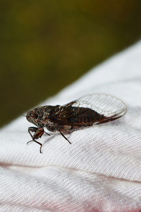 Cigarra