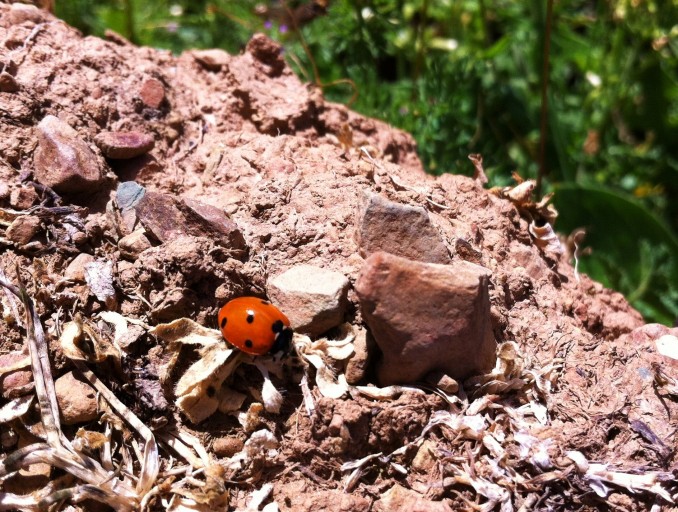 Coccinellidae Seotempunctata (2)
