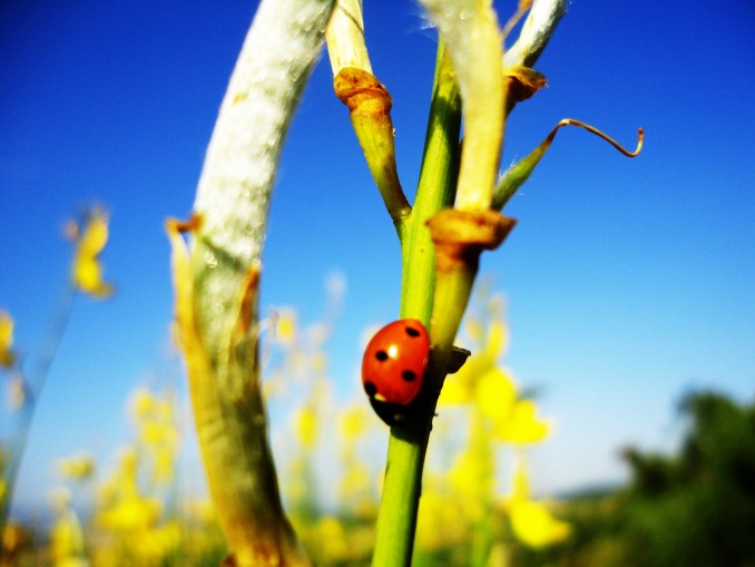 Coccinellidae Seotempunctata