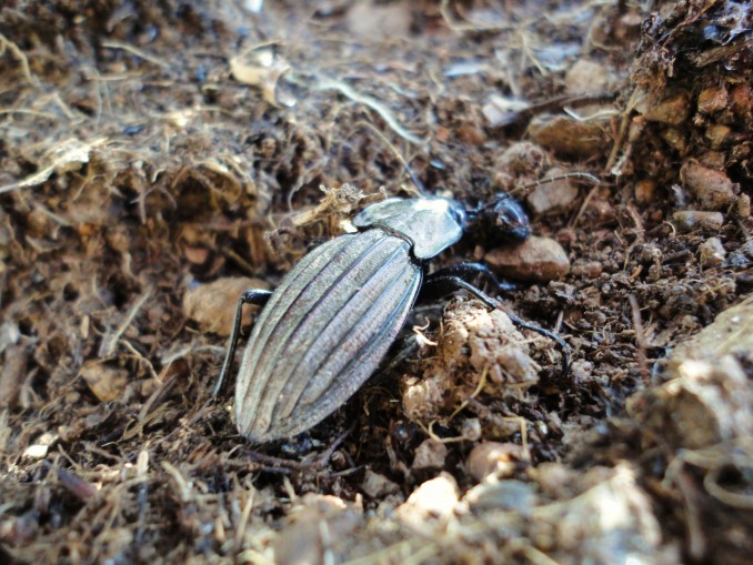 Carabus (Rhabdotocarabus) melancholicus costatus