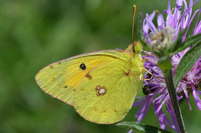 Colias crocea (3)
