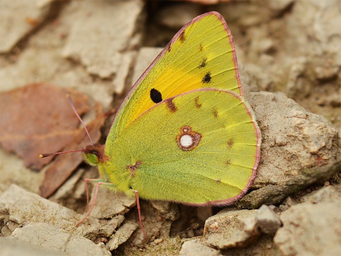 Colias crocea