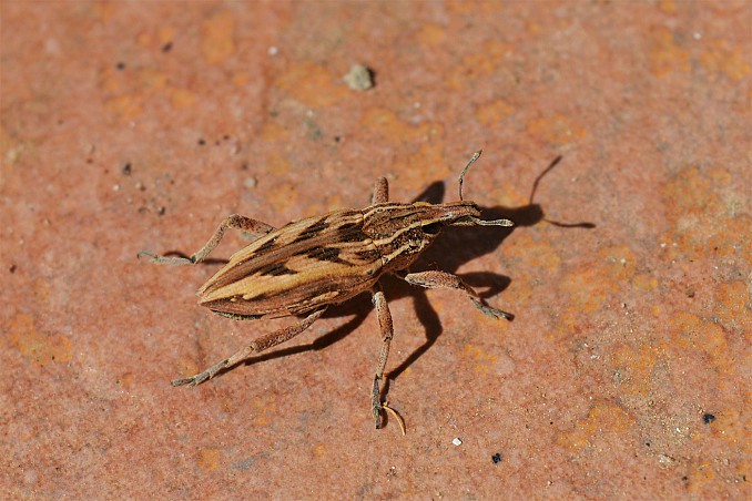 Coniocleonus excoriatus
