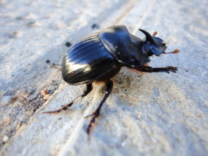 Copris Hispanus Escarabajo Rinoceronte 