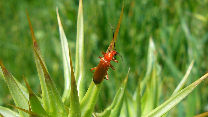 Coracero (Rhagonycha fulva)