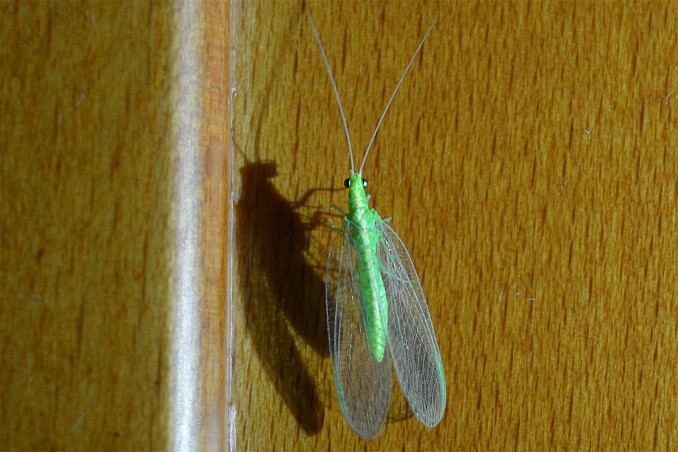 Crisopa (Chrysopidae)