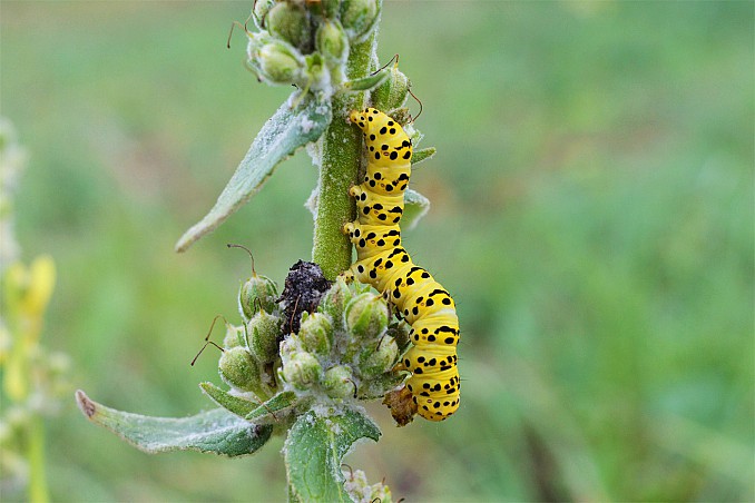 Cucullia lychnitis